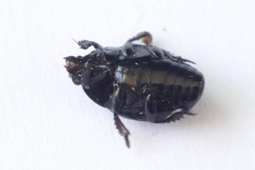 Réf. 253 291 : Margarinotus ignobilis
